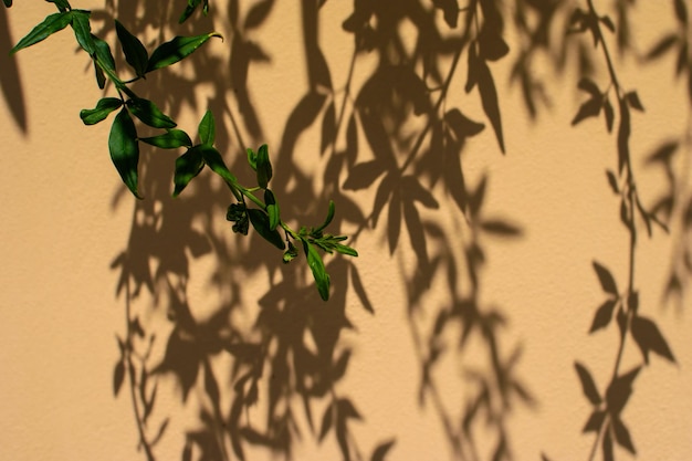 Bella ombra modellata di un albero con rami su una parete gialla di intonaco Sfondo astratto ombra nera del ramo di un albero di foglie naturali