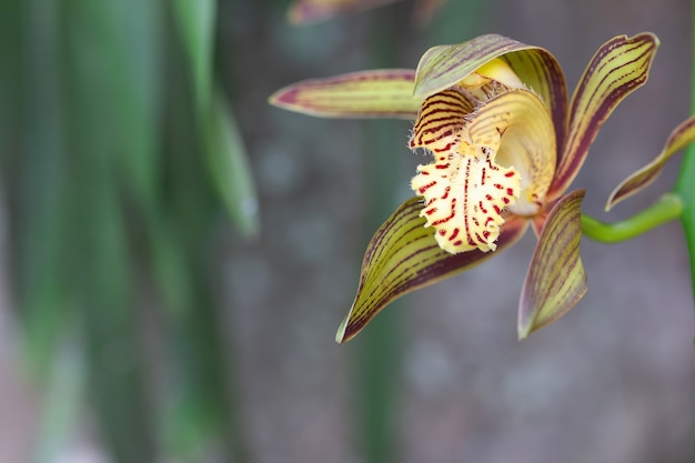 Bella orchidea del nastro di giallo rosso sulla natura