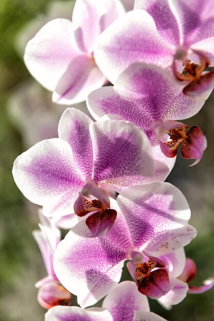 Bella orchidea fiore viola colore floreale macrofotografia flora e natura primo piano con petali di fiori di orchidea viola