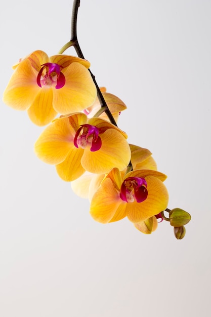 Bella orchidea gialla su sfondo bianco.