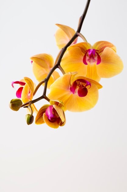 Bella orchidea gialla sulla superficie bianca.