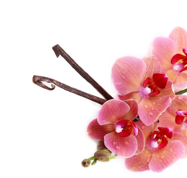 Bella orchidea in fiore e bastoncini di vaniglia isolati su bianco