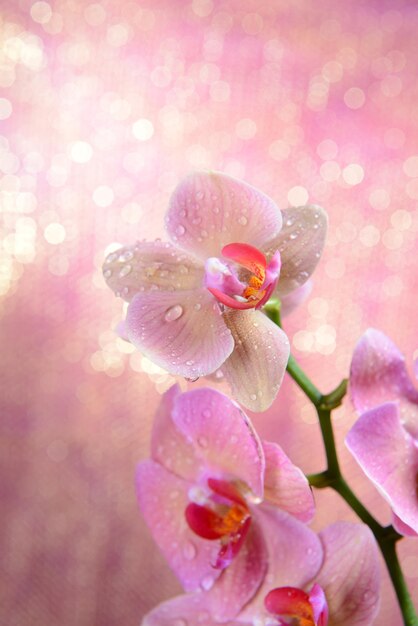 Bella orchidea in fiore su sfondo di colore chiaro