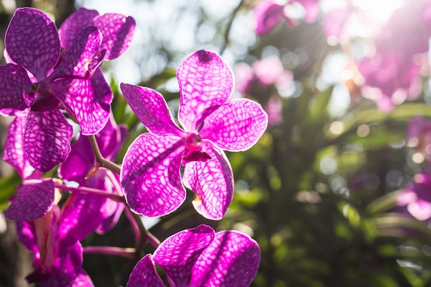 Bella orchidea in giardino pubblico a nord della Thailandia