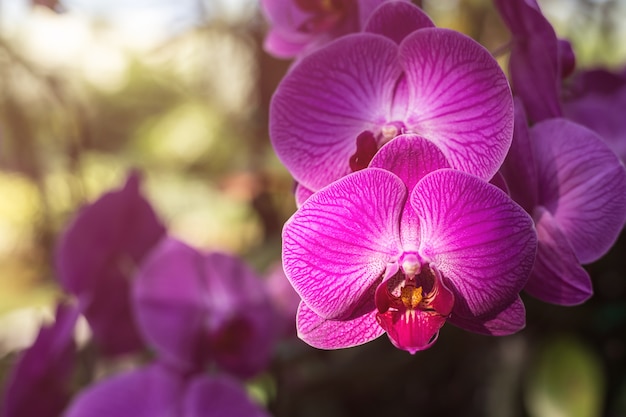 Bella orchidea in giardino pubblico a nord della Thailandia