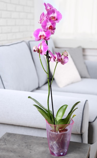 Bella orchidea lilla in vaso sul tavolo in camera