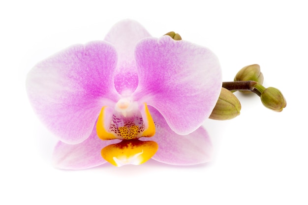 Bella orchidea rosa su sfondo bianco.