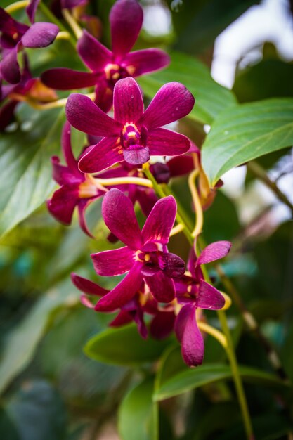 Bella orchidea rosa sul giardino