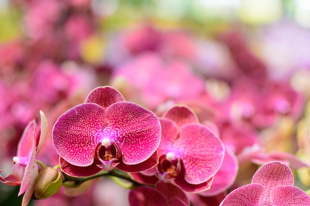 Bella orchidea rosa viola