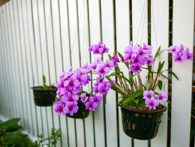 bella orchidea viola con sfondo di recinzione in legno bianco