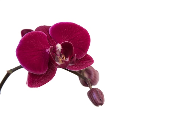 Bella orchidea viola isolare su uno sfondo bianco con spazio di copia