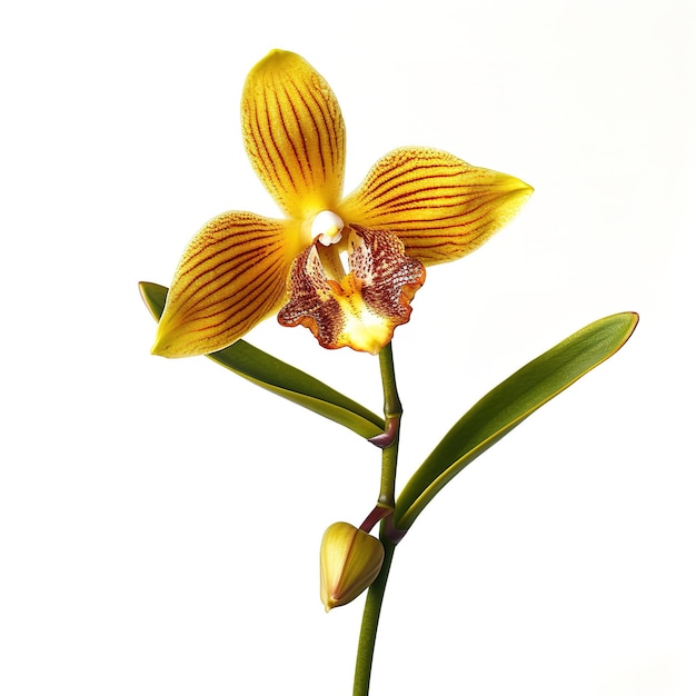 bella orchidea