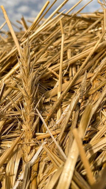 Bella paglia di segale primo piano nel campo