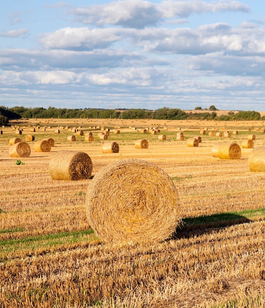 Bella paglia rotonda dopo la raccolta dei cereali, paesaggio in estate,