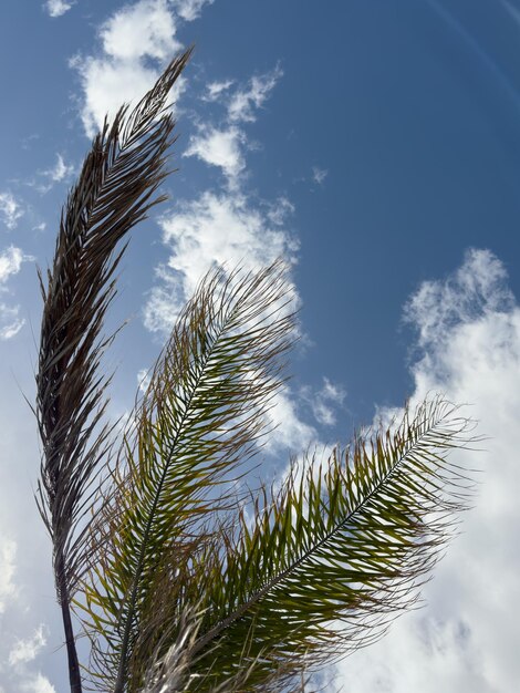 Bella palma e cielo