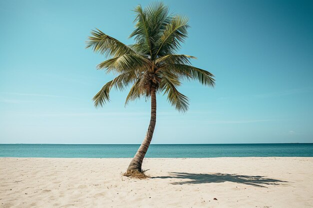 Bella palma sulla spiaggia