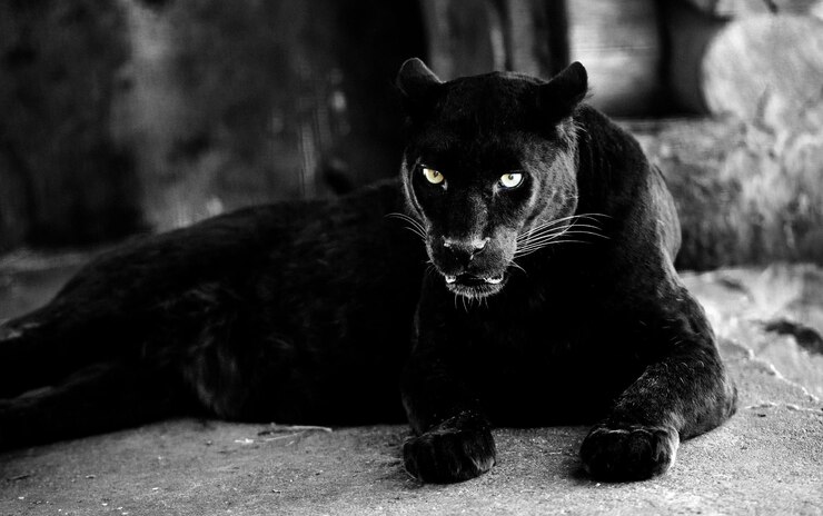 Bella pantera nera Gatto grande Mondo animale