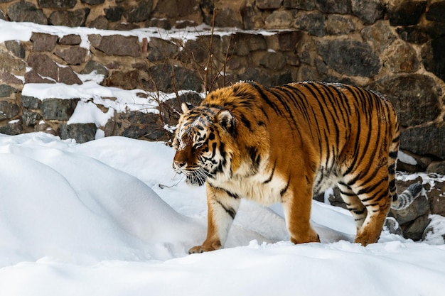 Bella panthera tigris su una strada innevata