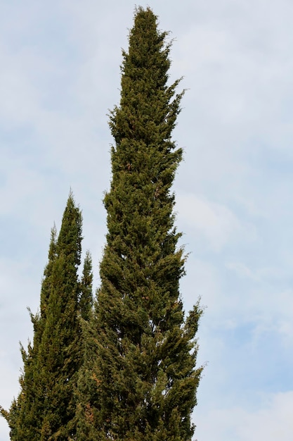 Bella parete di cipresso alto con cielo nuvoloso blu sopra