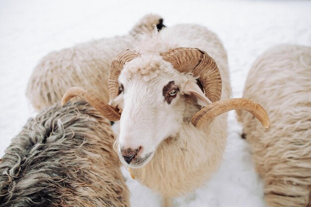 Bella pecora interessante in una pannocchia nella neve pecora in inverno Pecora cornuta