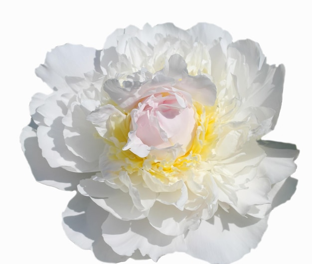 bella peonia bianca isolata su sfondo bianco Lat Blanche King è una varietà originale Brandt