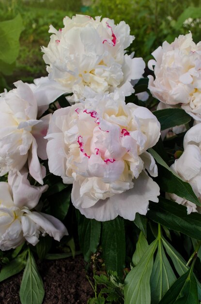 Bella peonia bianca primo piano Fiore di peonia bianca in fiore Fiori bianchi peonie in fiore Peonie in fiore estate