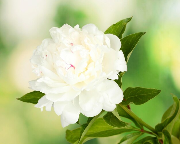 Bella peonia bianca su sfondo verde