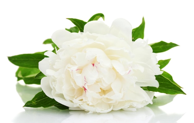 Bella peonia isolata su bianco