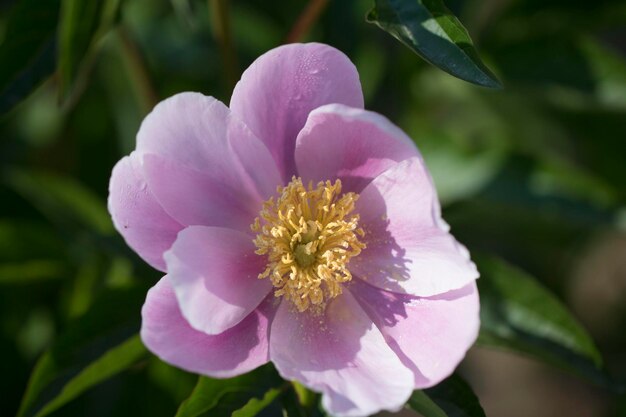 Bella peonia nel campo