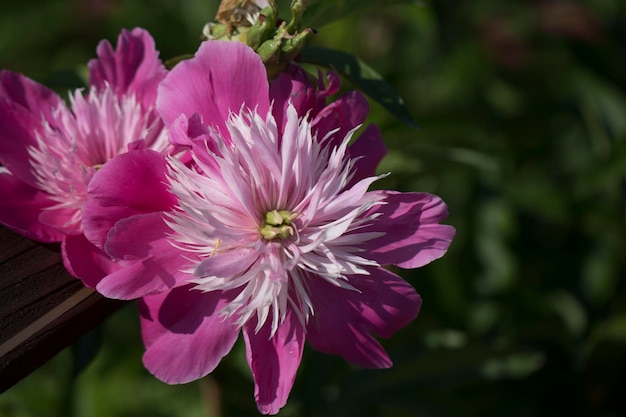 Bella peonia nel campo