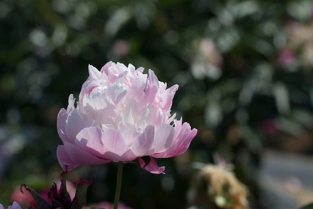 Bella peonia nel campo