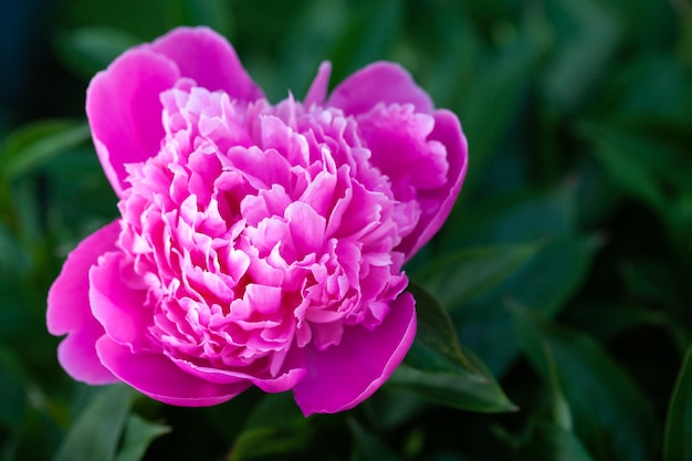 Bella peonia rosa che sboccia nel giardino in estate