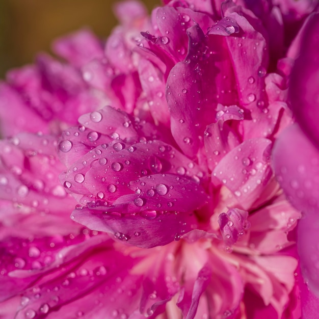 Bella peonia rosa con gocce di pioggia in giardino, macro. Peonie di fiori con gocce, primo piano