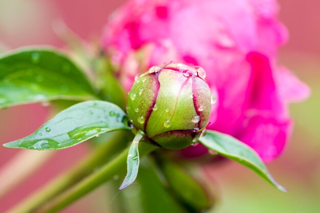 Bella peonia rossa con gocce di rugiada dopo la pioggia o il freddo