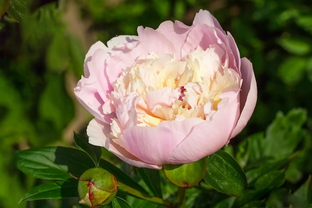 Bella peonia su uno sfondo verde di cespugli