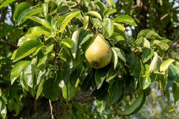 Bella pera biologica nell'albero