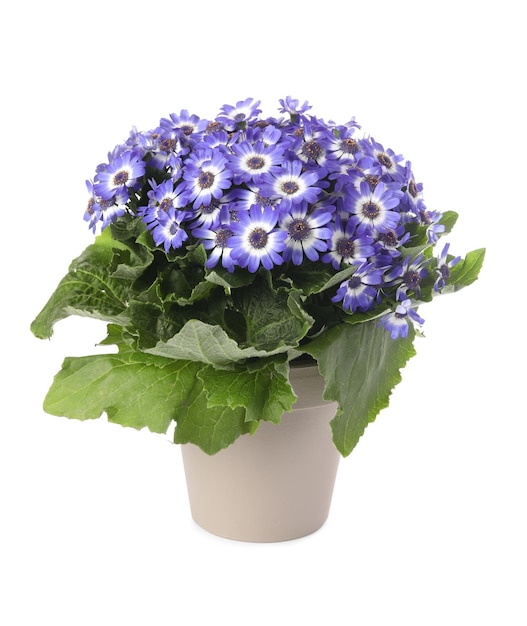 Bella pianta cineraria viola in vaso di fiori isolato su bianco