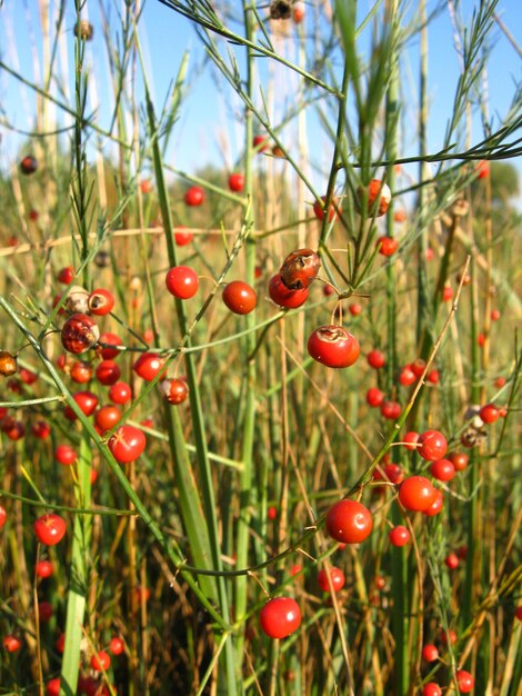 Bella pianta di asparagus officinalis con bacche rosse