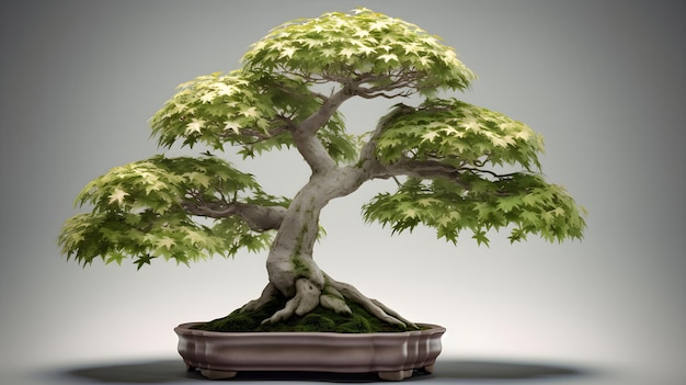 Bella pianta di bonsai Acer buergerianum giapponese su uno sfondo bianco in studio