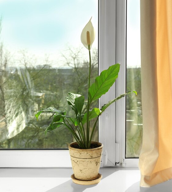 Bella pianta di casa sul davanzale della finestra