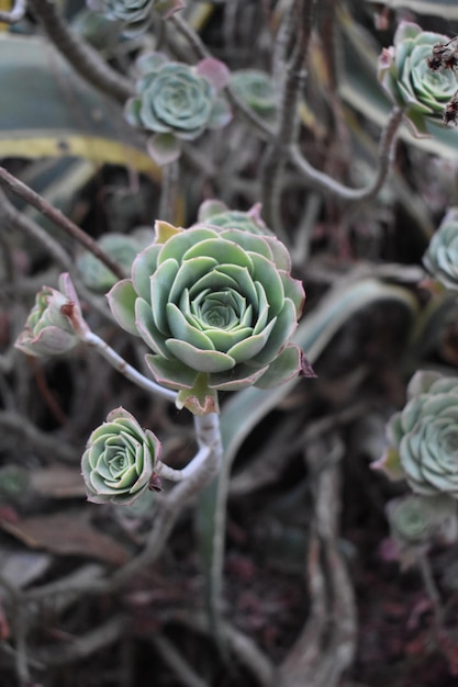 Bella pianta di Echeveria in fattoria