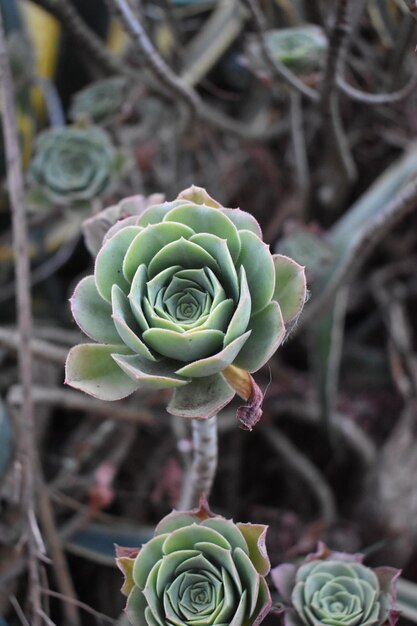 Bella pianta di Echeveria in fattoria