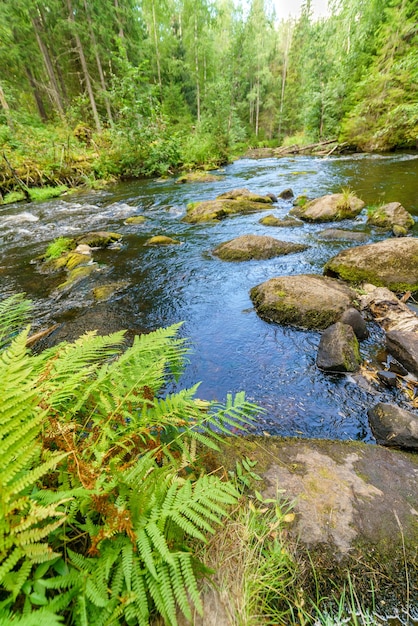 Bella pianta di felce vicino al fiume