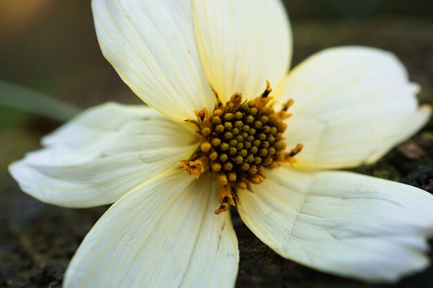 bella pianta di fiori bianchi nel giardino nella natura