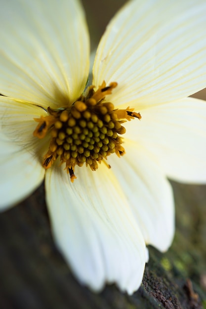 bella pianta di fiori bianchi nel giardino nella natura