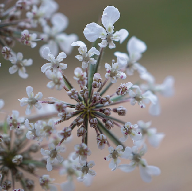 bella pianta di fiori bianchi nel giardino nella natura