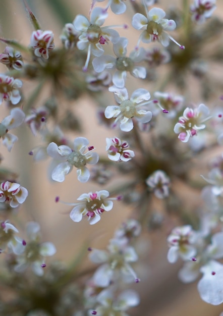 bella pianta di fiori bianchi nel giardino nella natura