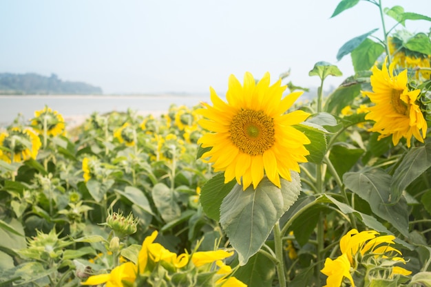 Bella pianta di girasole in giardino pubblico