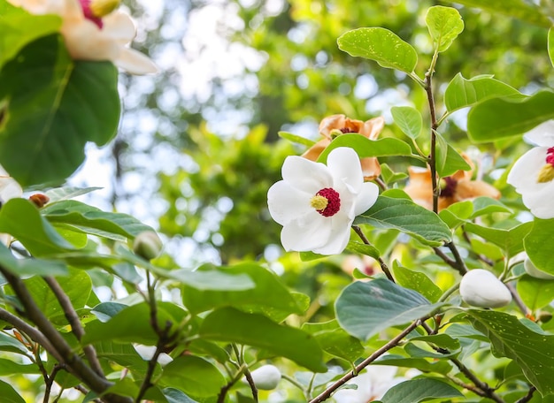 Bella pianta di magnolia in fiore nel parco primaverile.