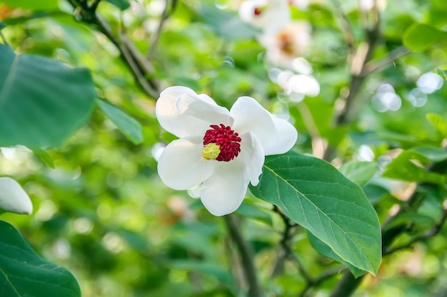 Bella pianta di magnolia in fiore nel parco primaverile.